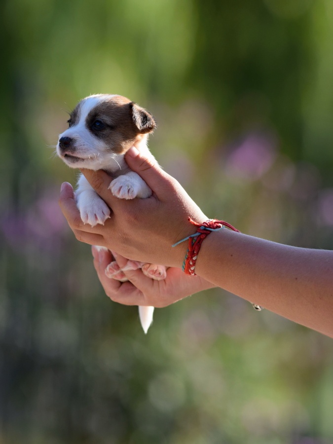 Jack Russel teriér s PP - Aurelius - 3