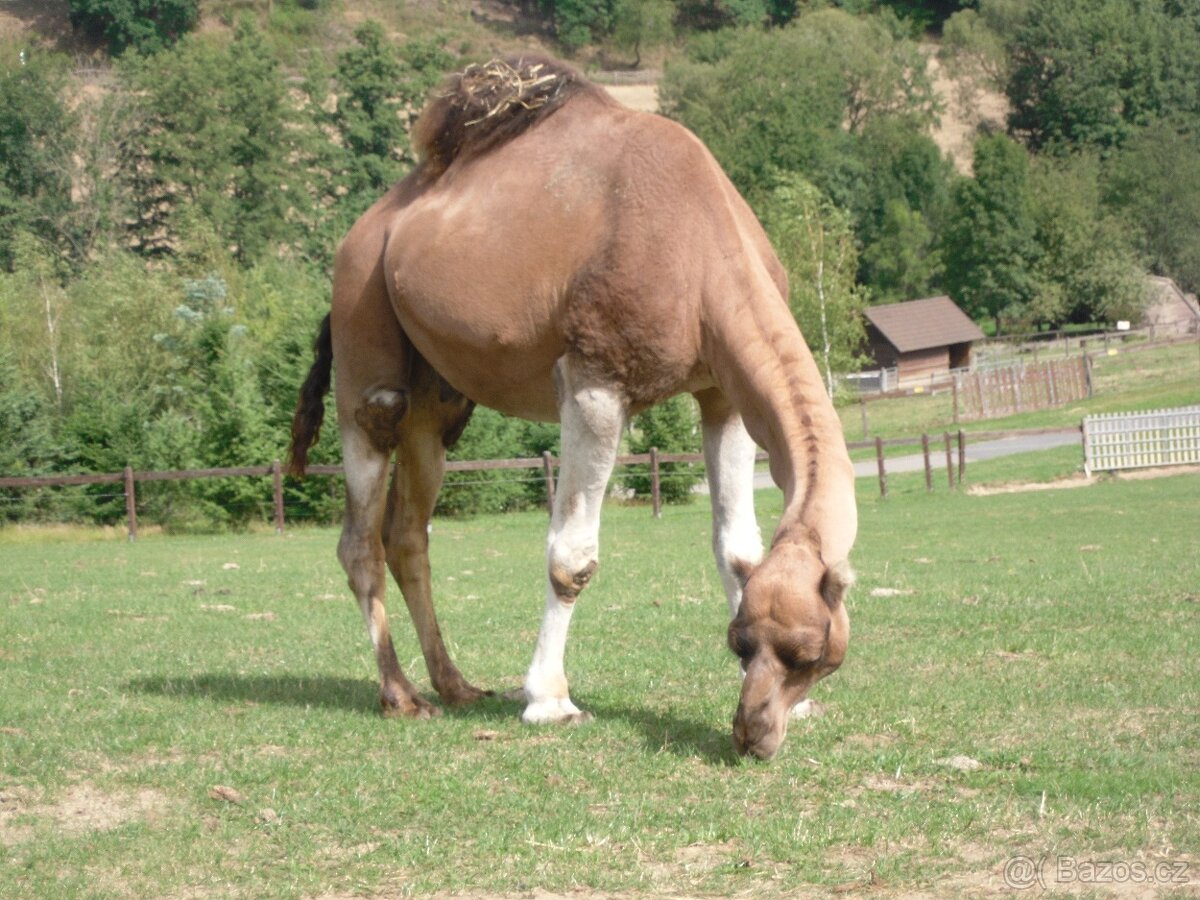 Velbloud jednohrbý dromedár - 3