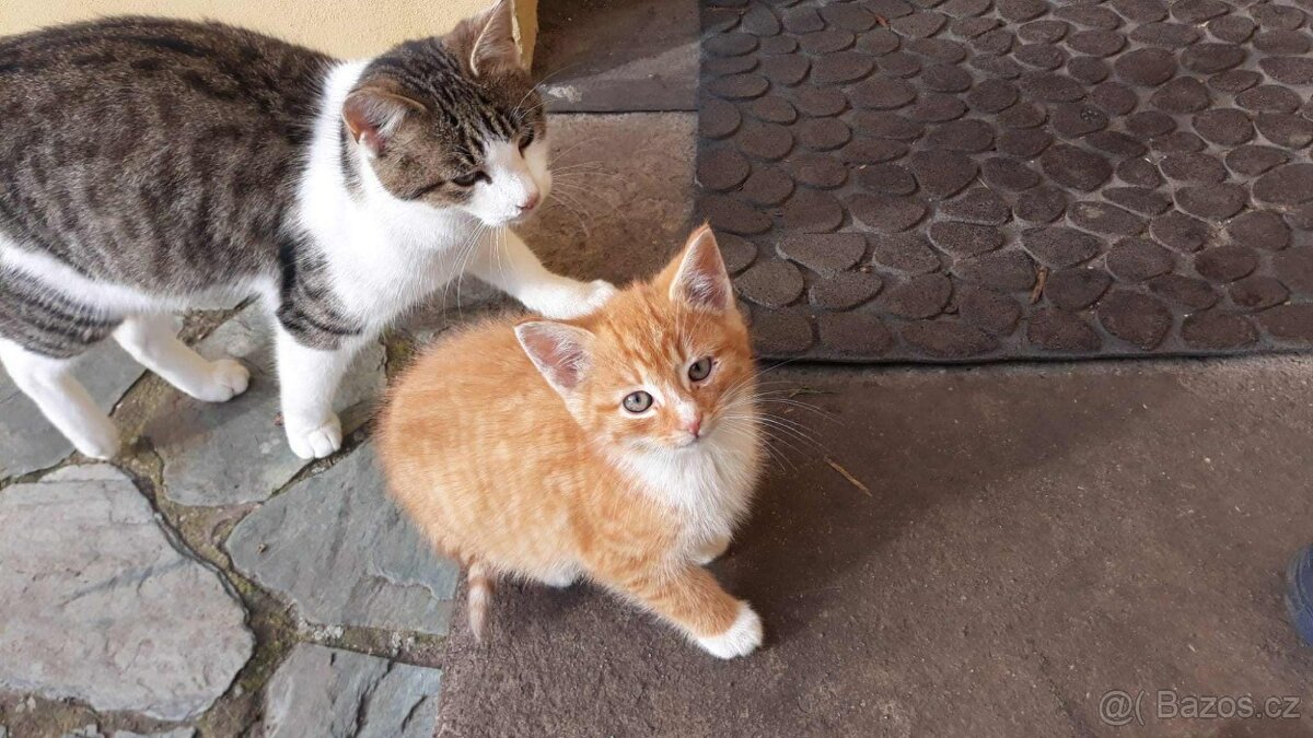 Darujeme koťátka - Mladá Boleslav - 3