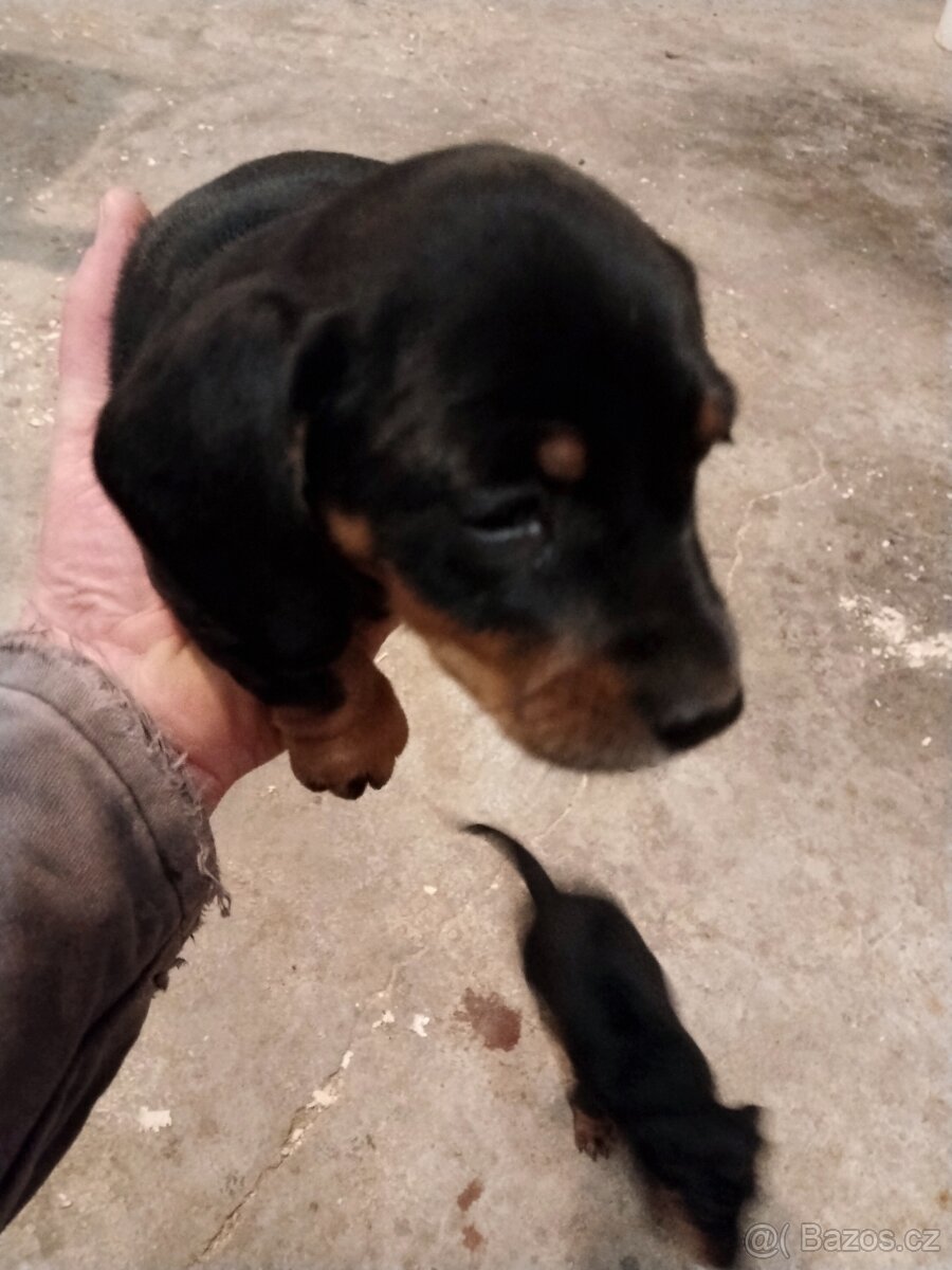 Štěně jezevčíka - 3