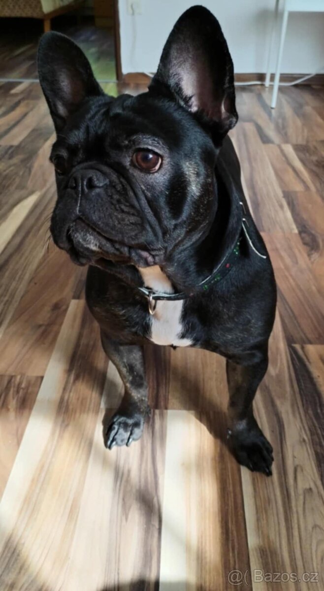 Prodám francouzský Buldoček - 3