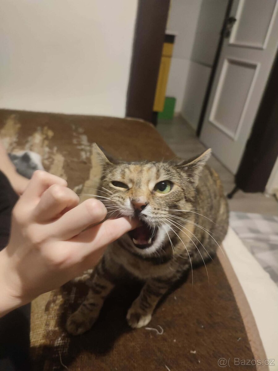 Kočička Mája - 3