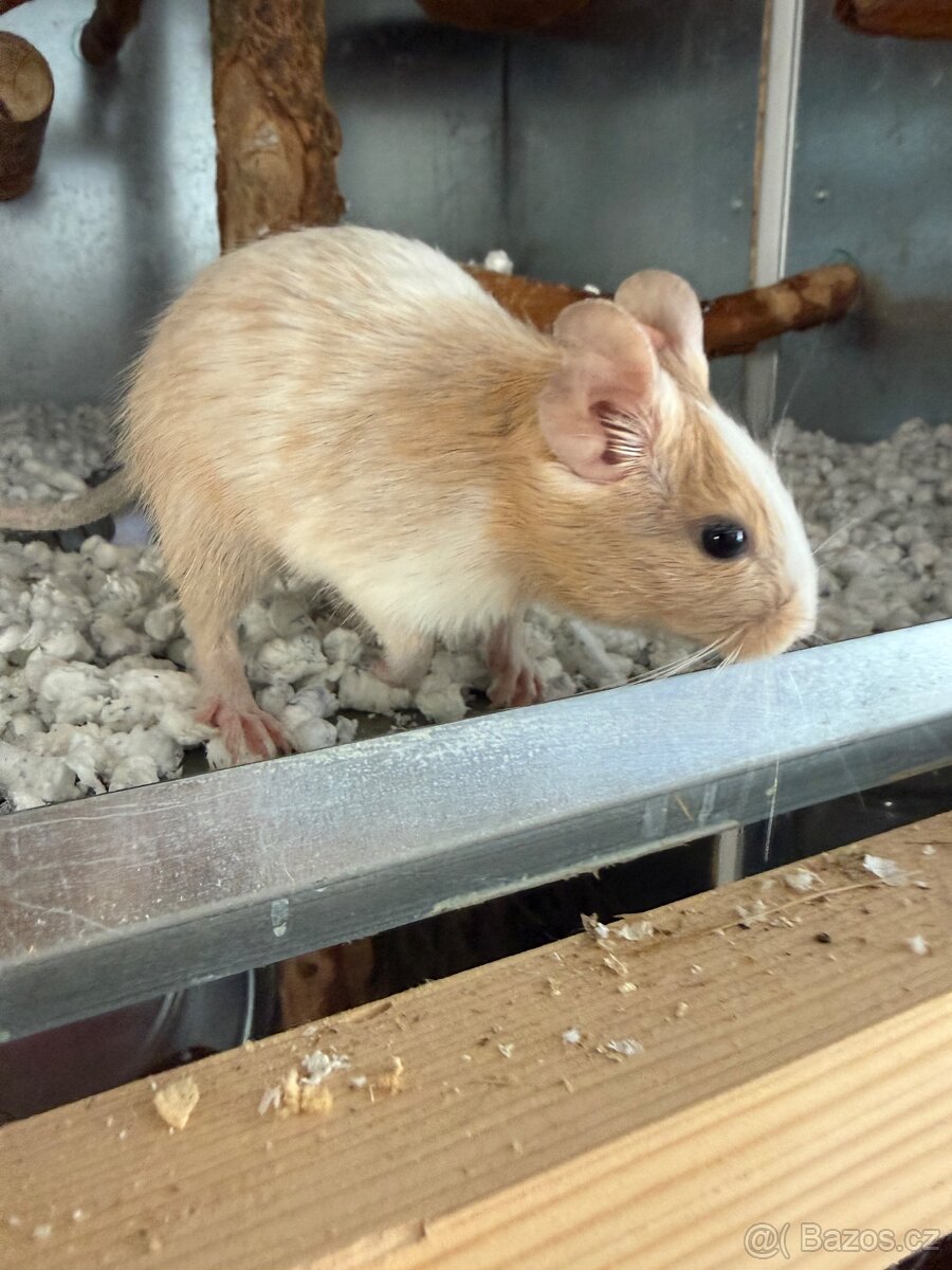 Osmak degu - 3
