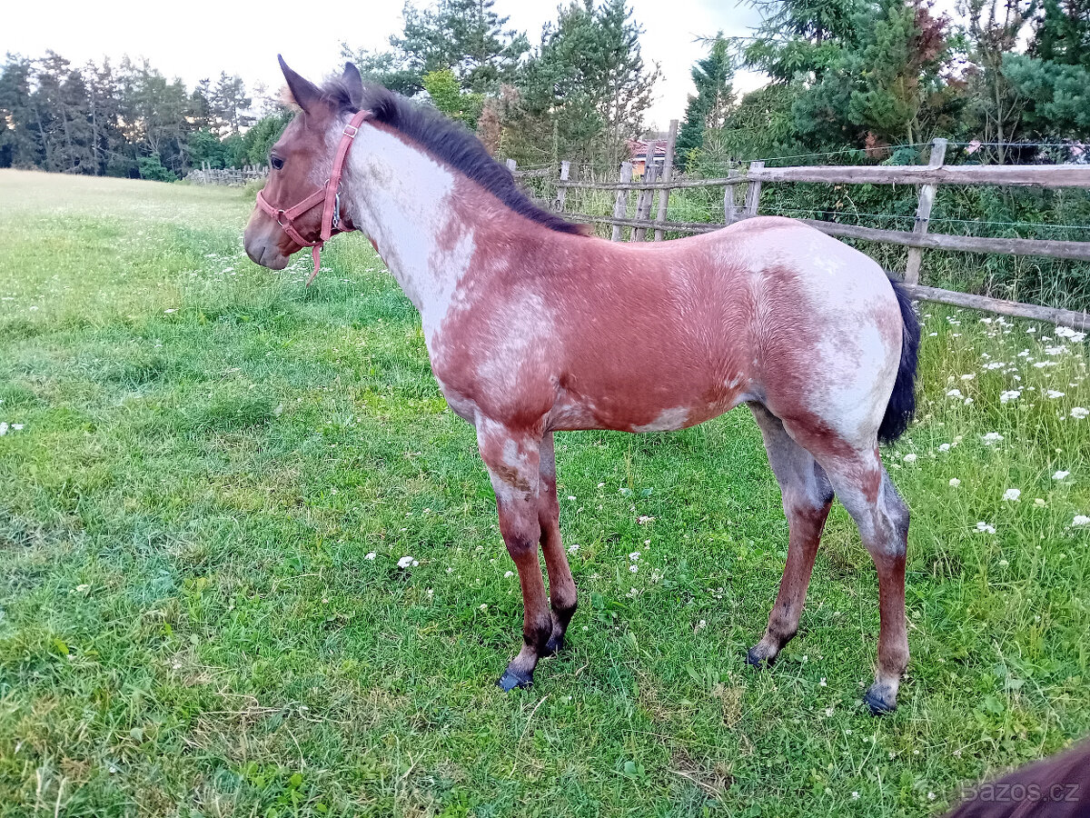 Zážitková exkurze na ranči 10km od Plzně - 3