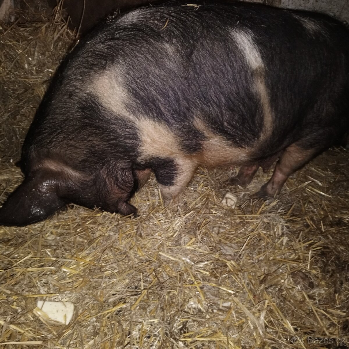 Prodej na chov nebo na maso - 3