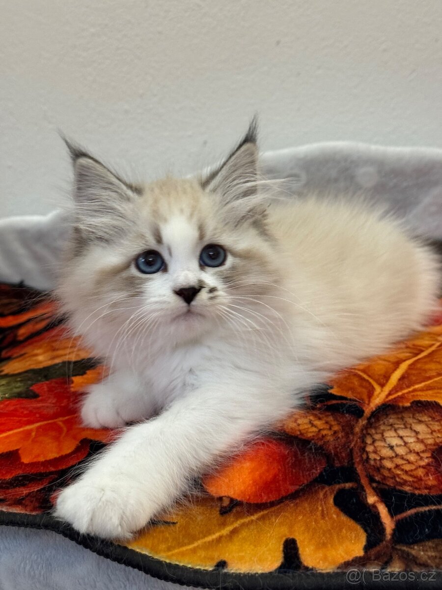 Něvská maškaráda s PP - 3