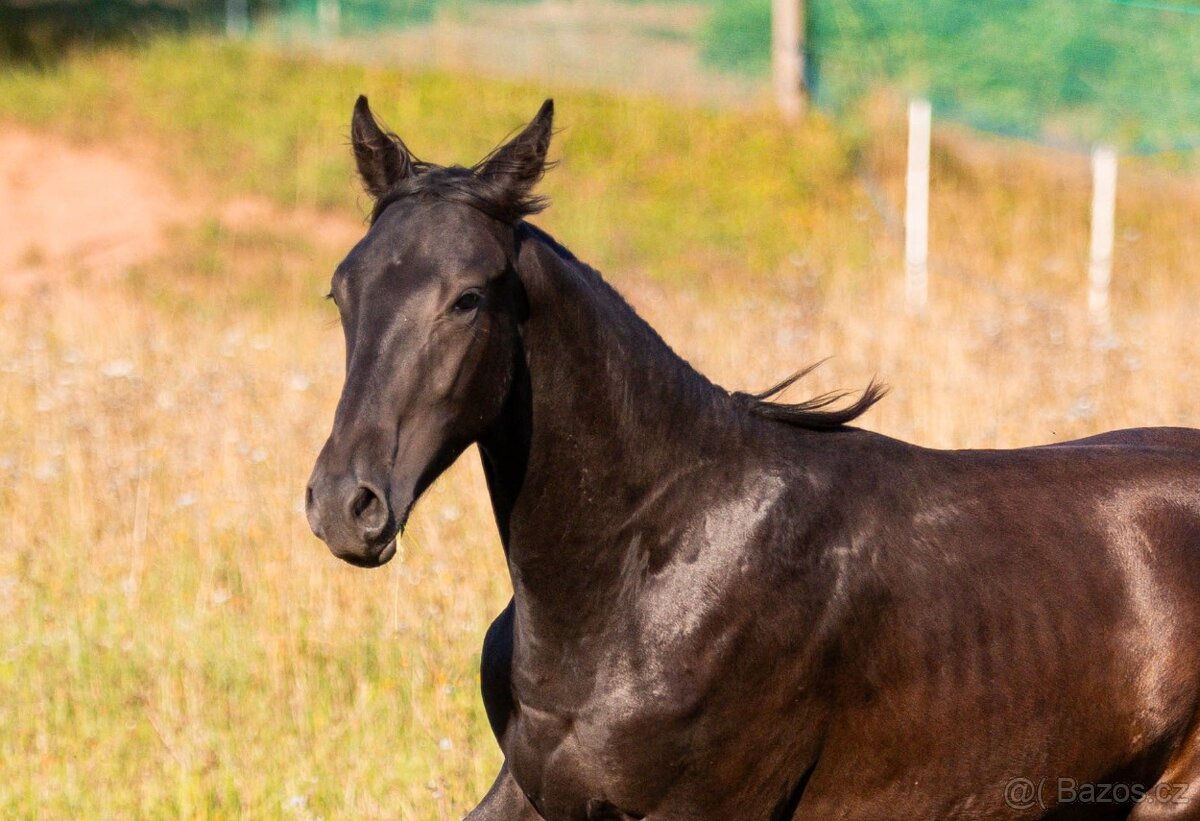 Karačajevský kůň | roční valach - 3