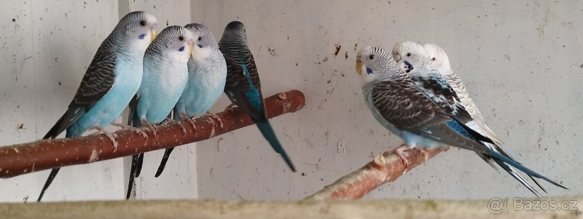 Andulky blackwing 2025 - 3