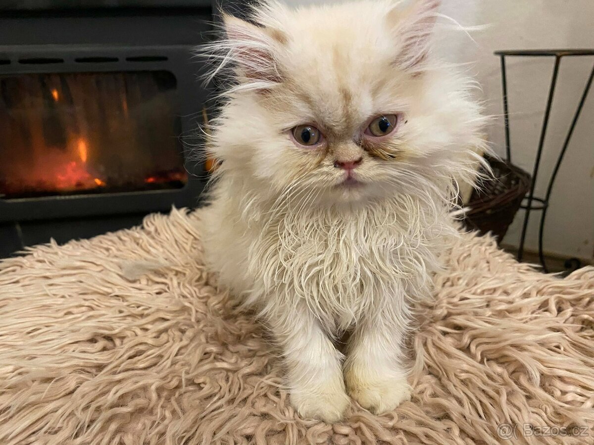 Perská koťátka - 3