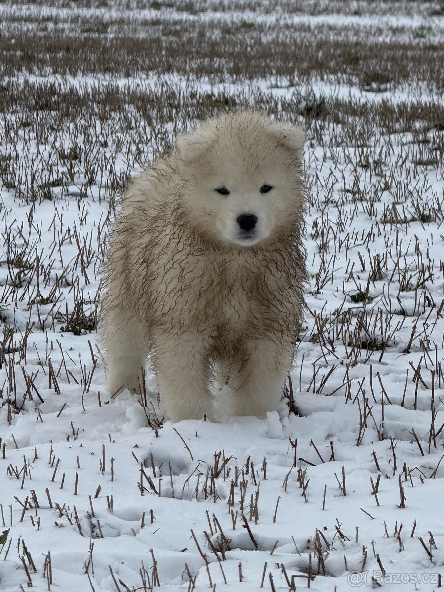 Samojed s PP - psík - 3
