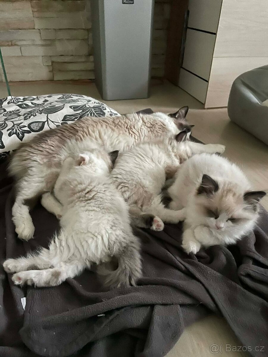 Koťátka Ragdoll - 3
