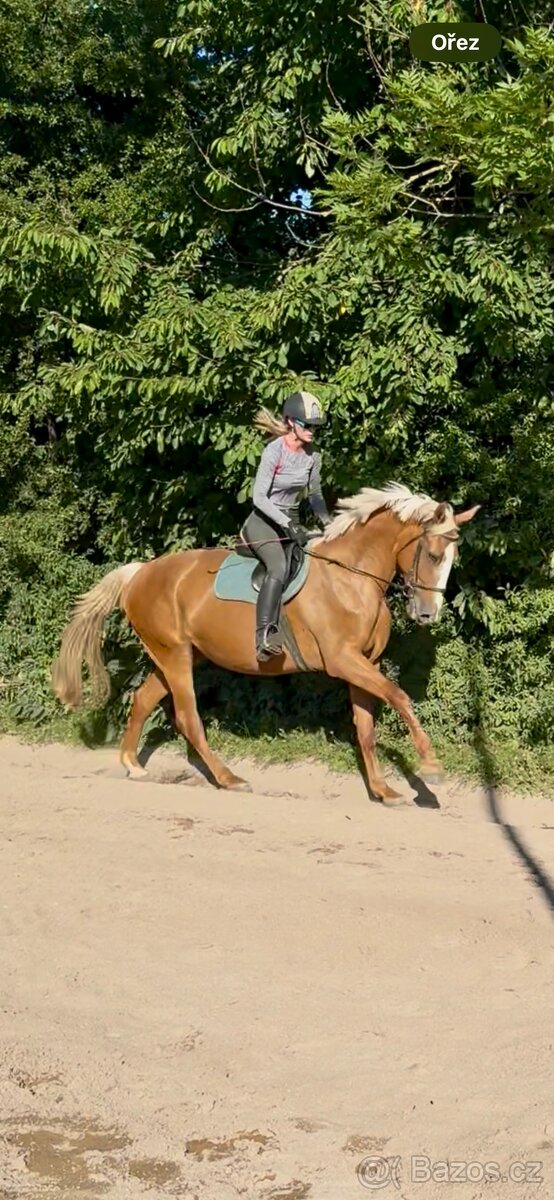 Prodám klisnu CS 12 let - 3