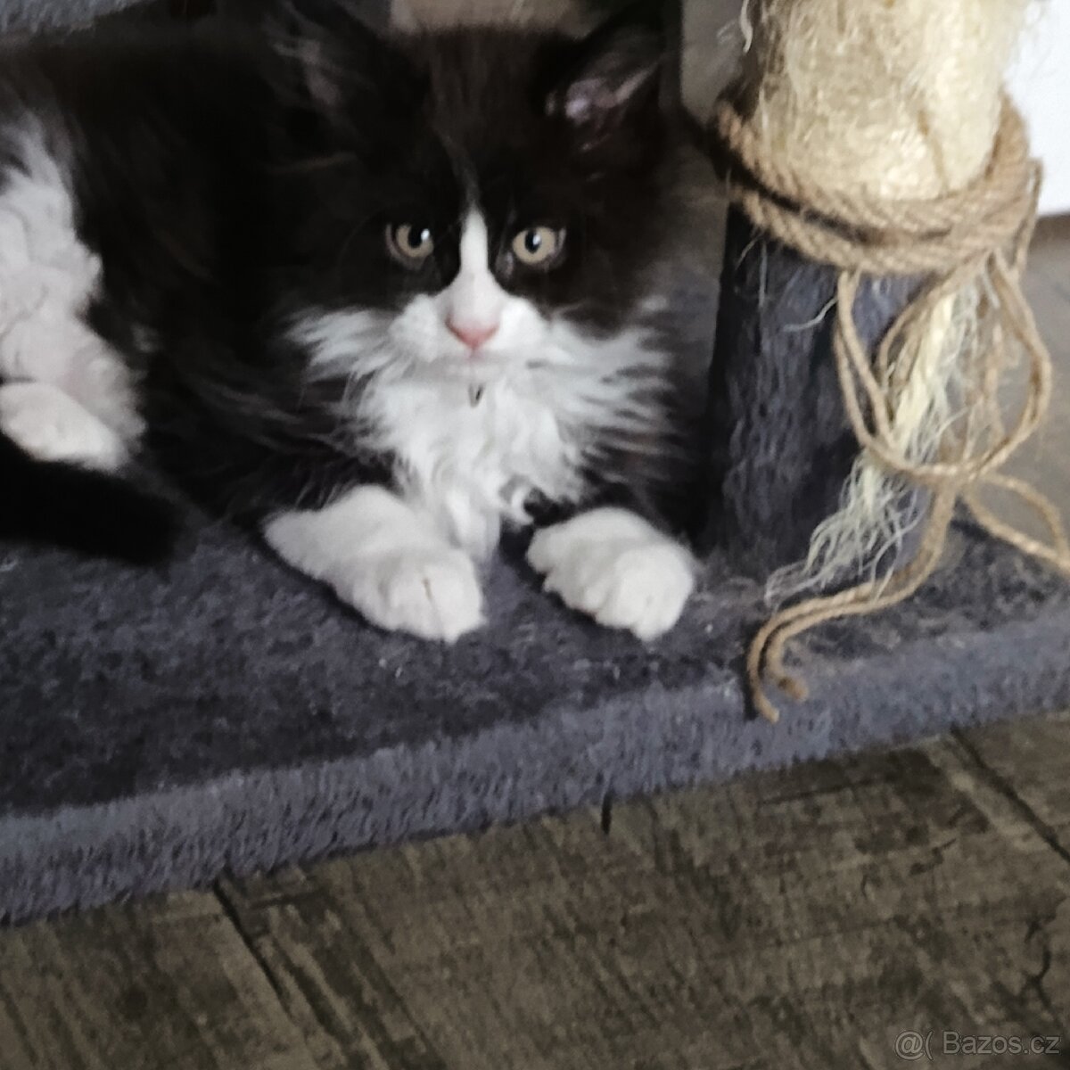 Mainská mývalí koťátka - 3