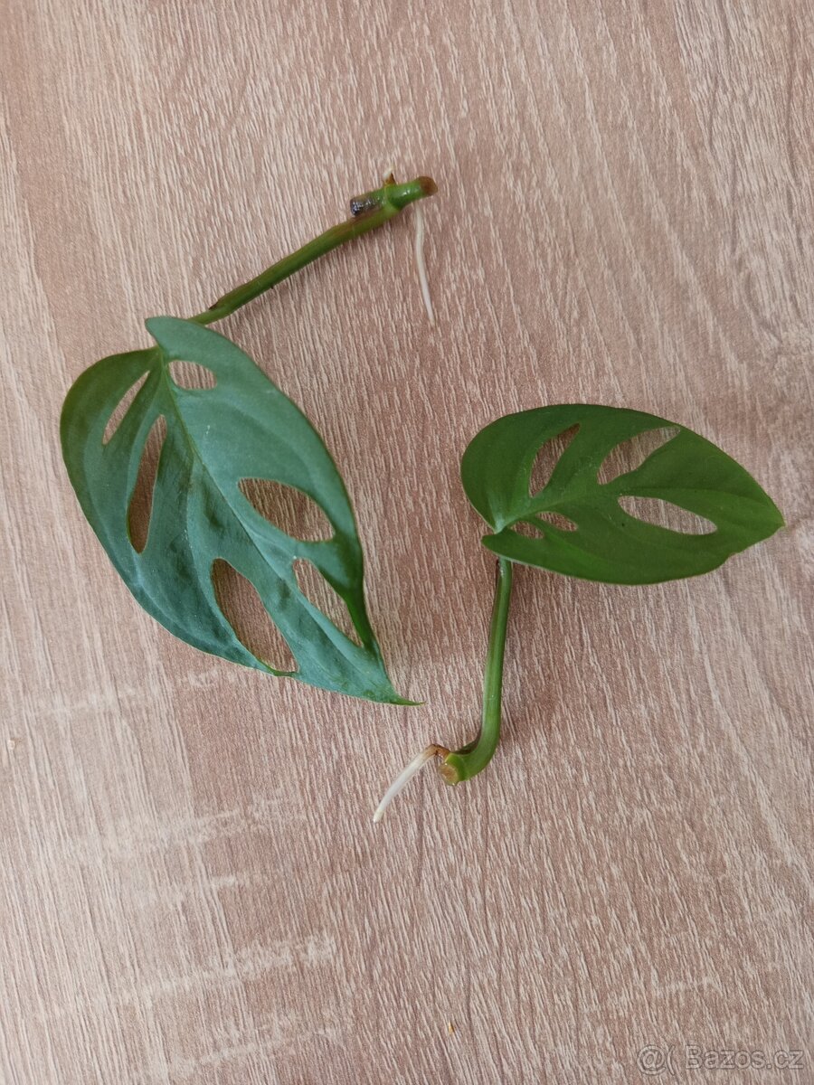 Monstera esqueleto - 3