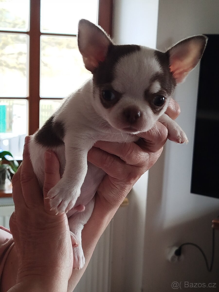 Čivava s pp - kluci - 3