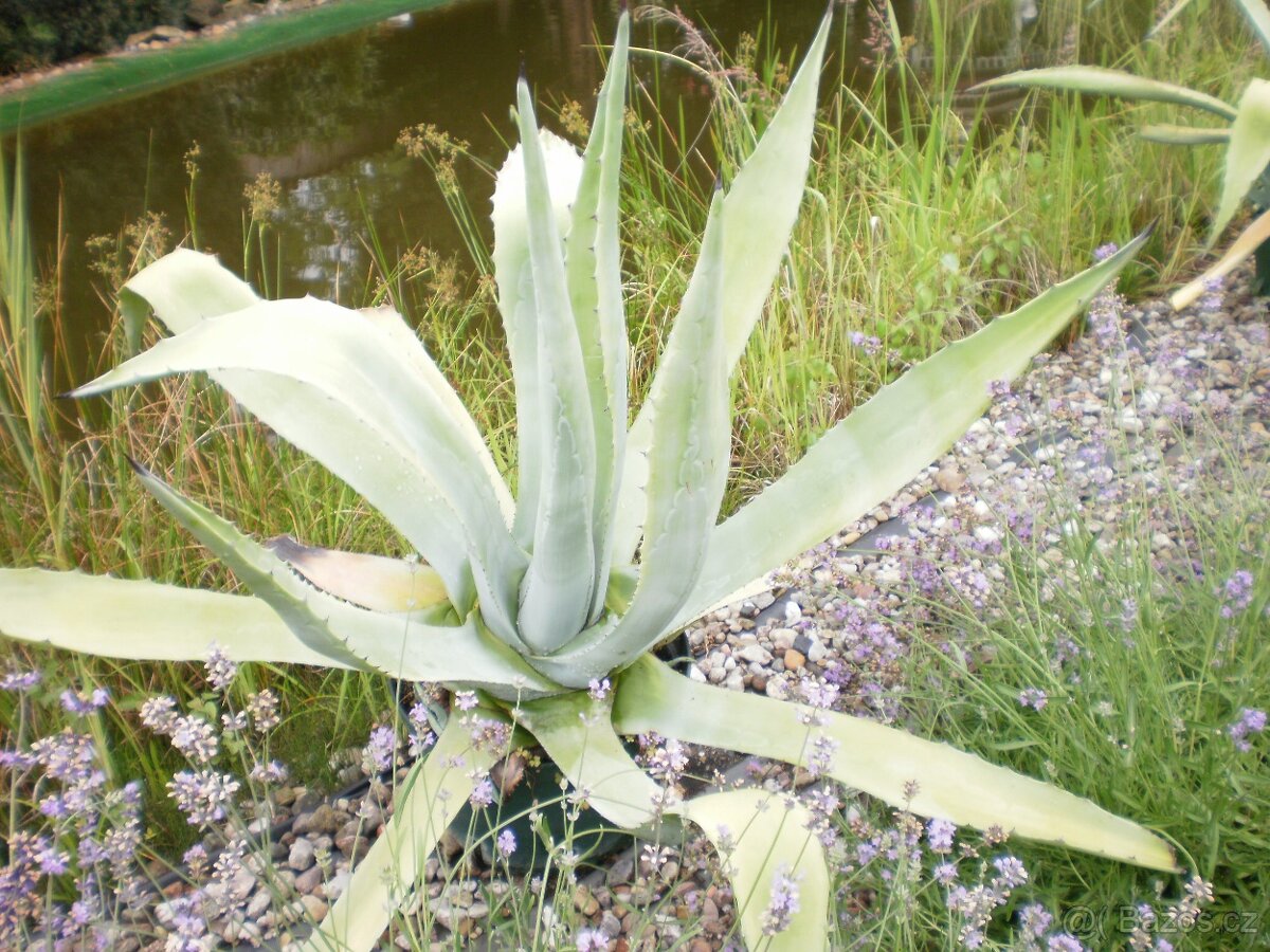 Prodám AGAVE - 3