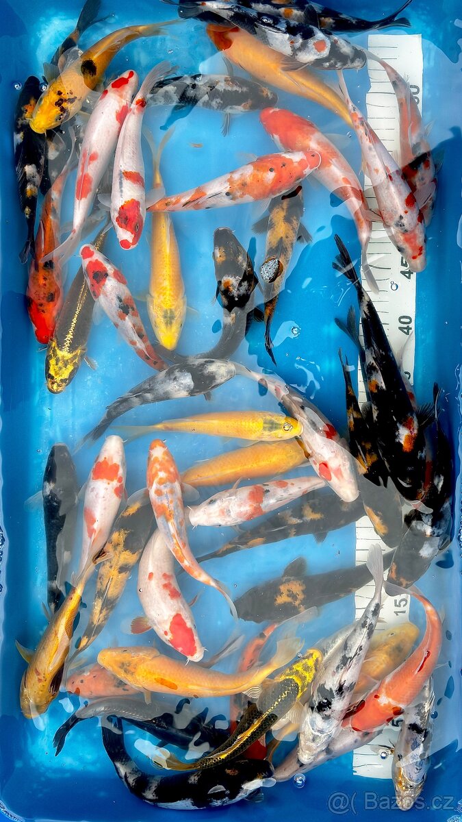 Koi kapři - 3