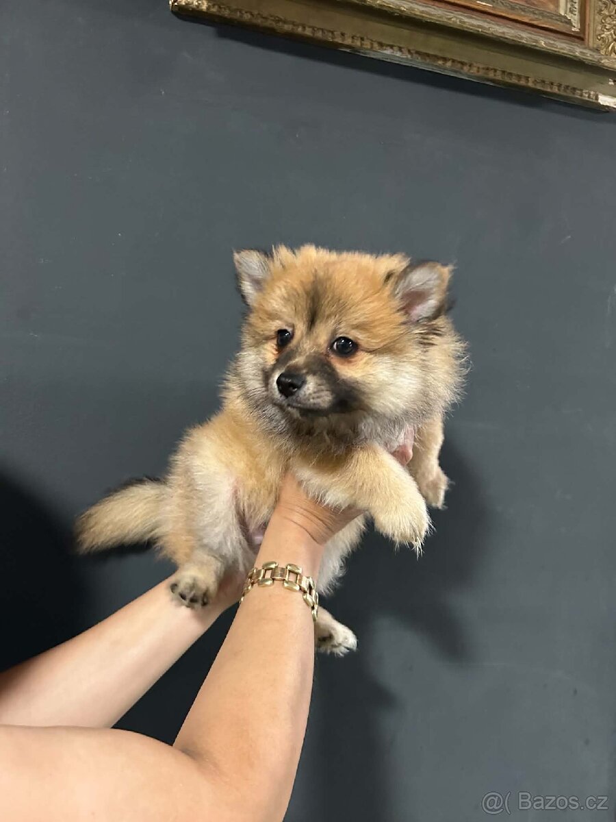 Pomeranian,Pomerian - 3