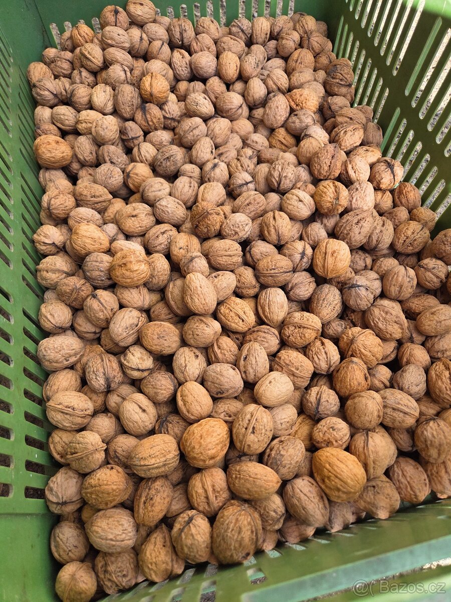 Vlašské ořechy - 3