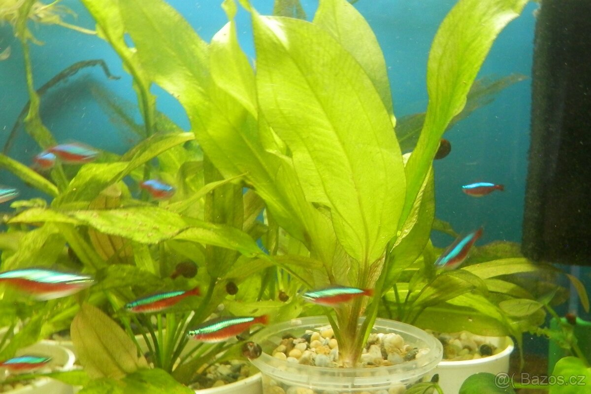 Neonka červená - Paracheirodon axelrodi - 3