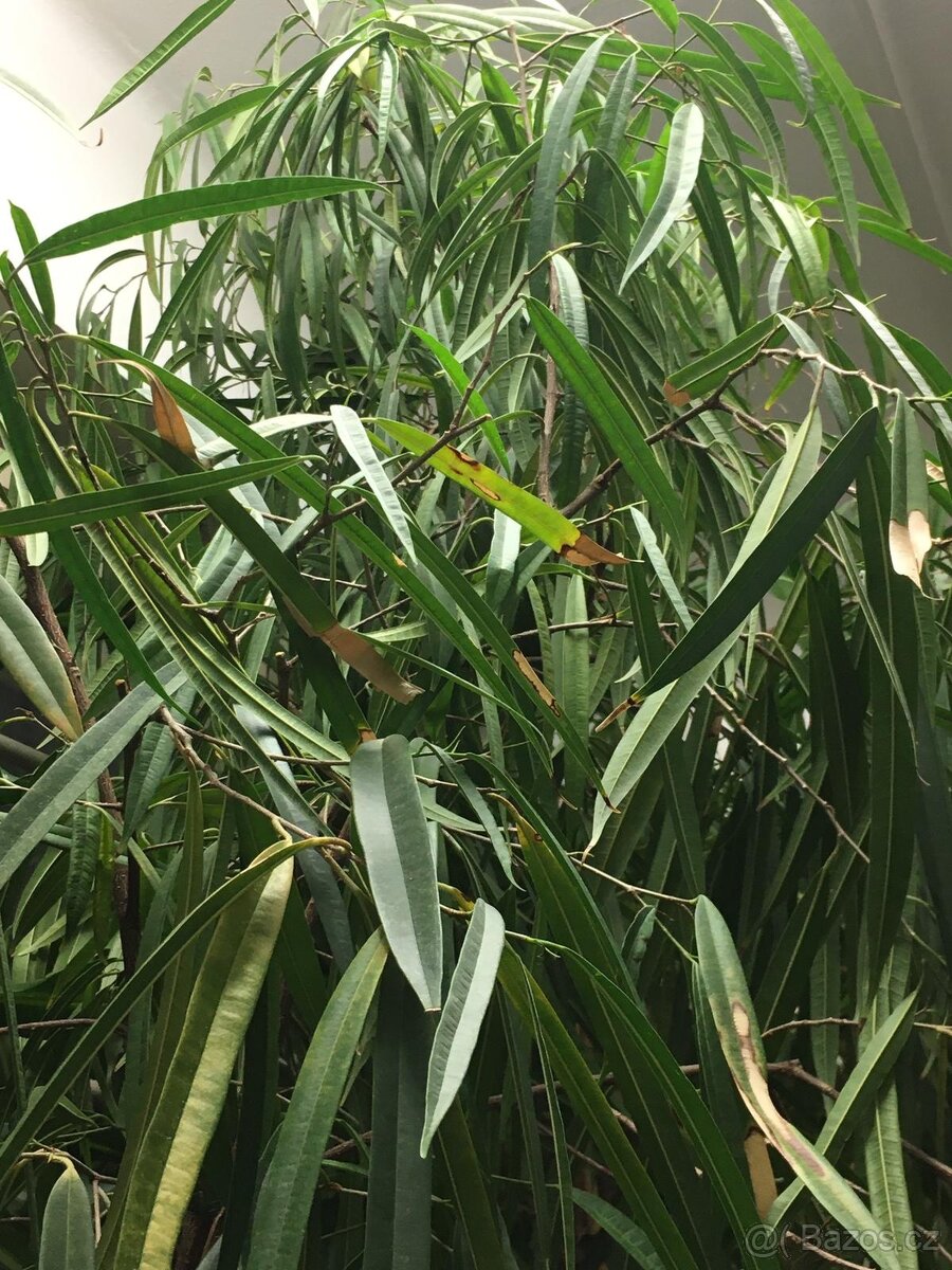 POKOJOVE KVETINY - 3