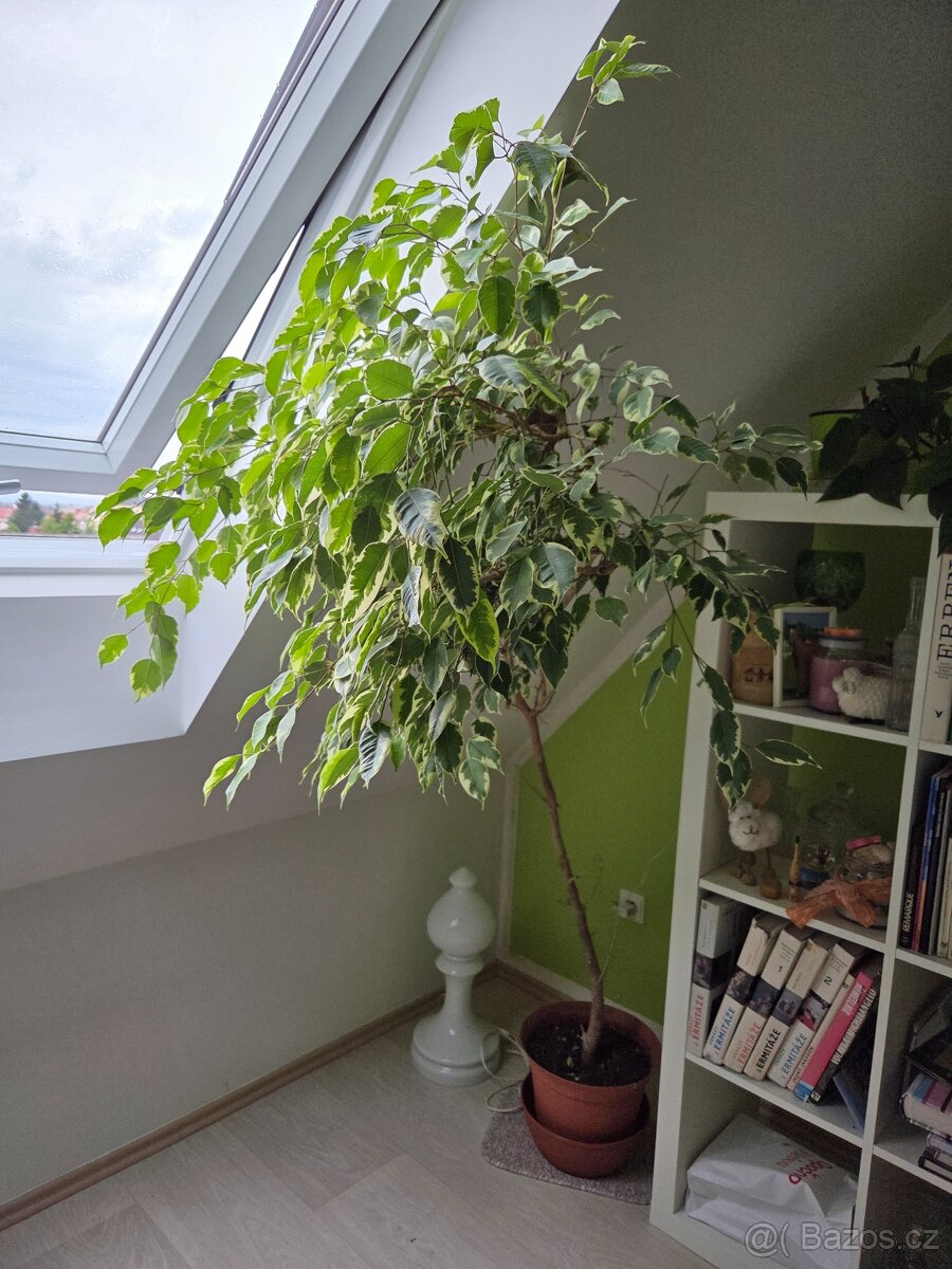Fíkus Benjamin - Pokojové rostliny - 3