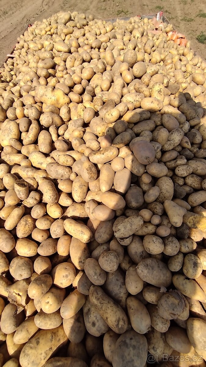 🌿 Konzumní brambory 🥔 - 3