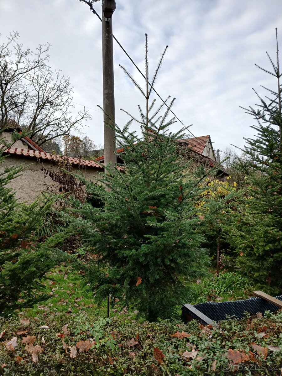 Vánoční stromek jedle - 3