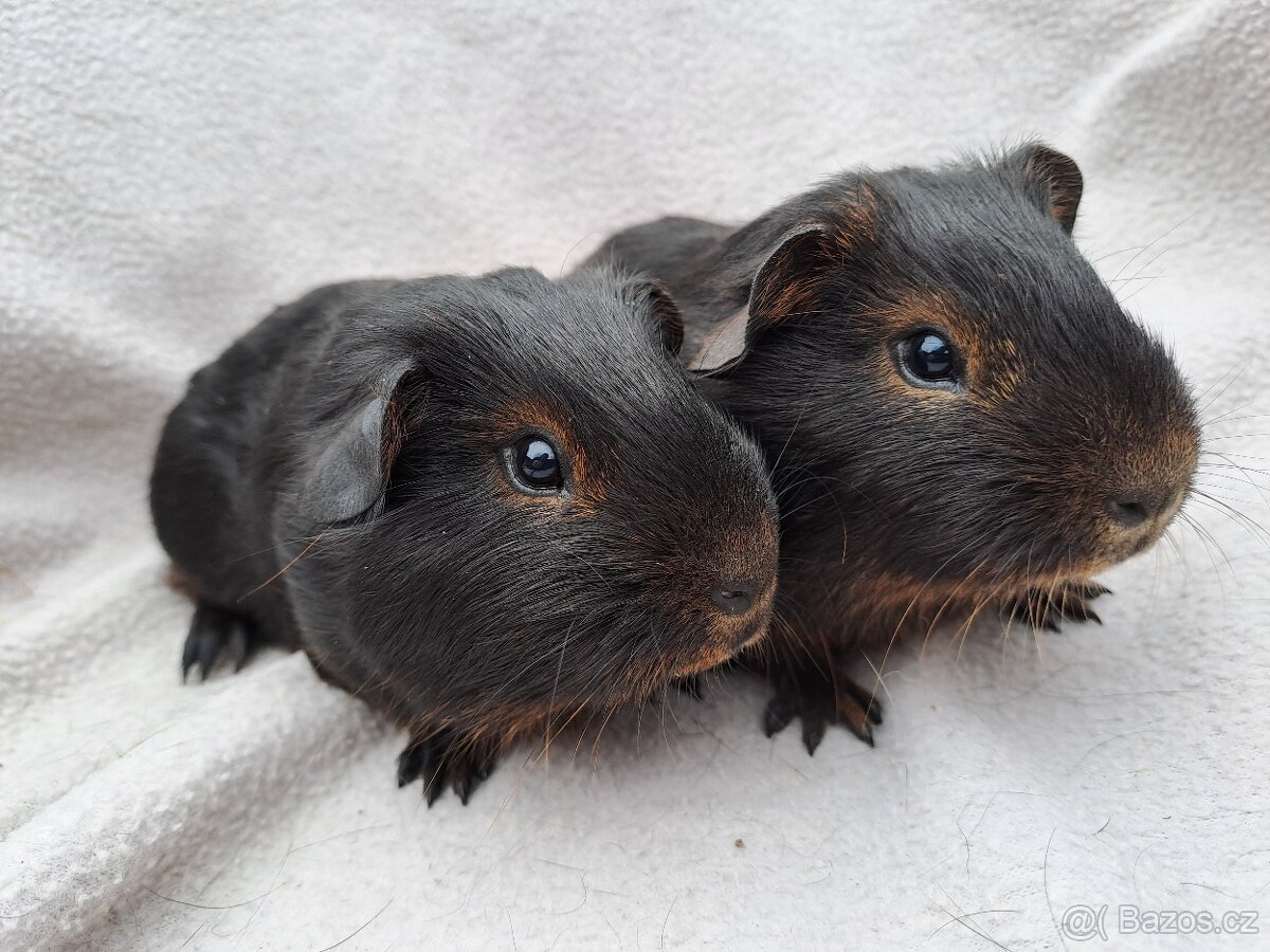 Samečci - morčata z Chs - 3
