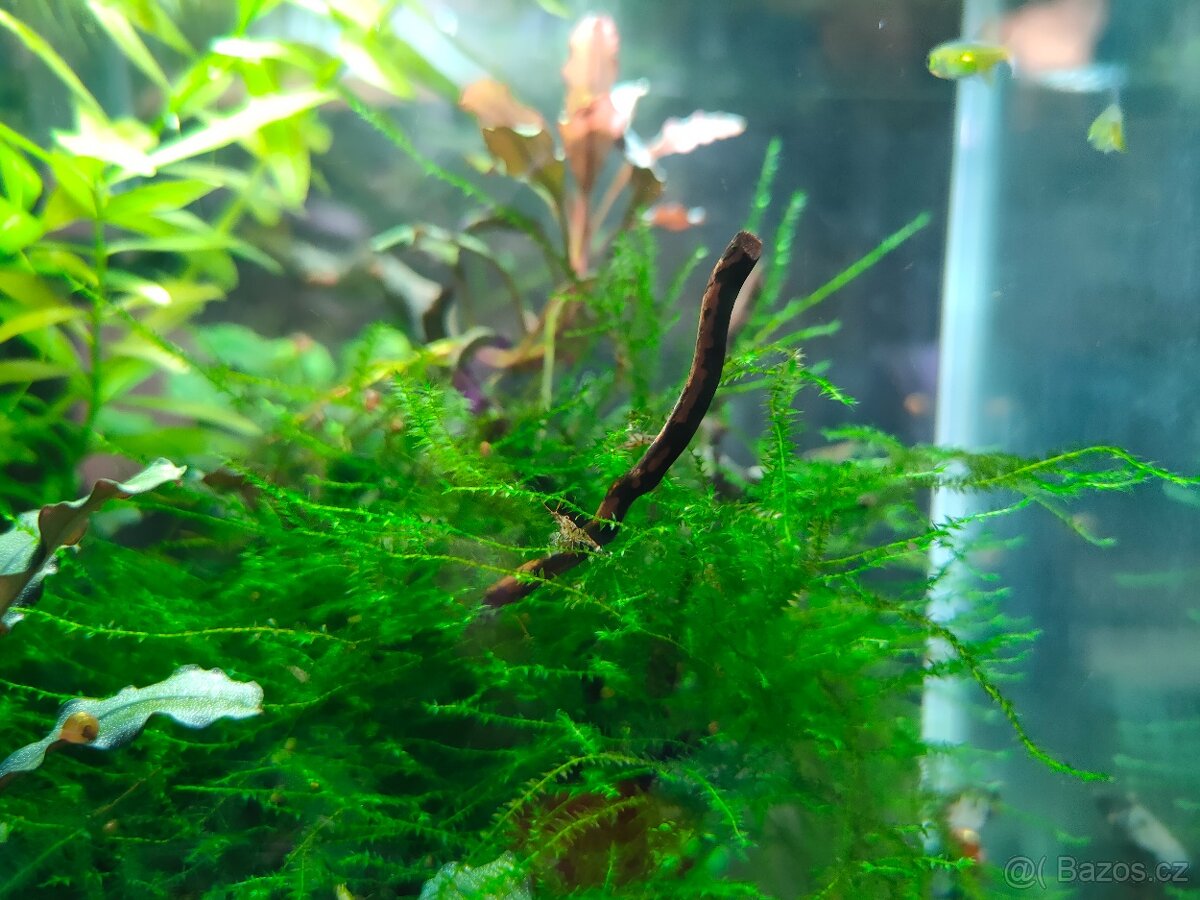 Krevetky Caridina cantonensis sp. Tiger - 3