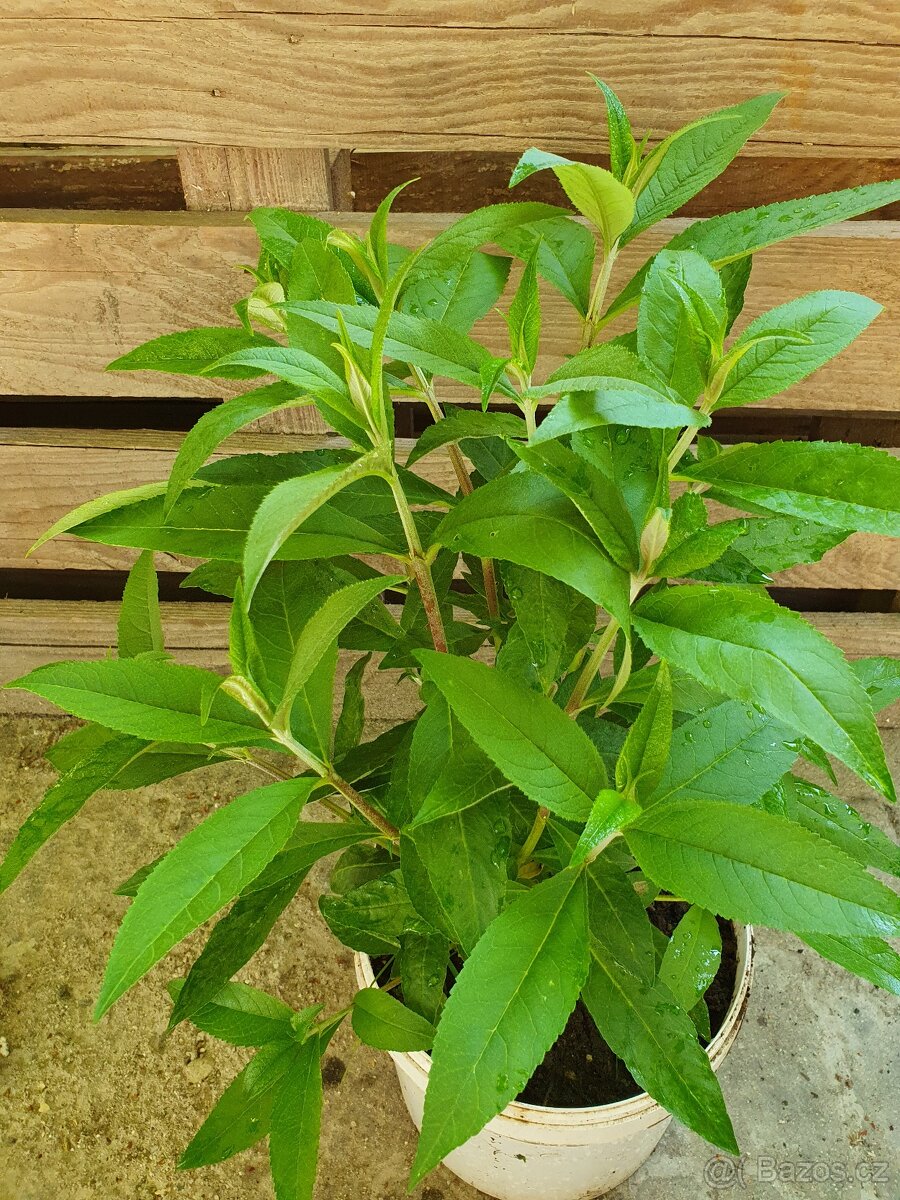 Motýlí keř bílý 40cm - 3