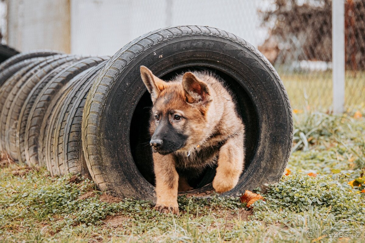 Německý ovčák - 3