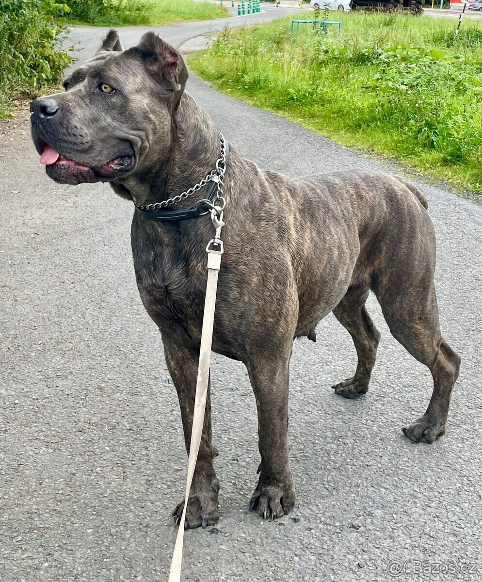 Cane Corso s PP FCI - 3