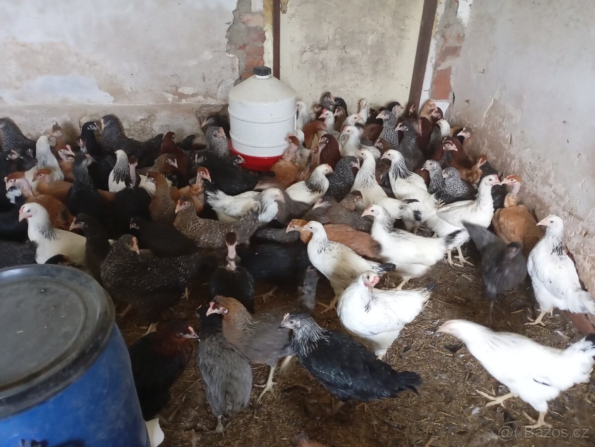 Kuřice,nosnice. - 3