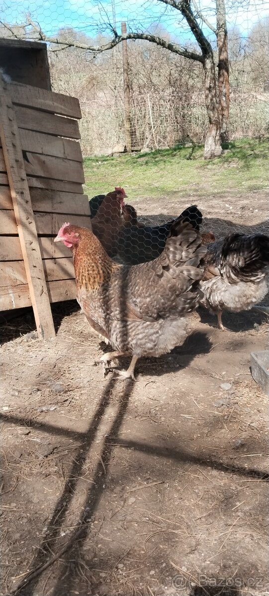 Bielefeldská slepice - 3