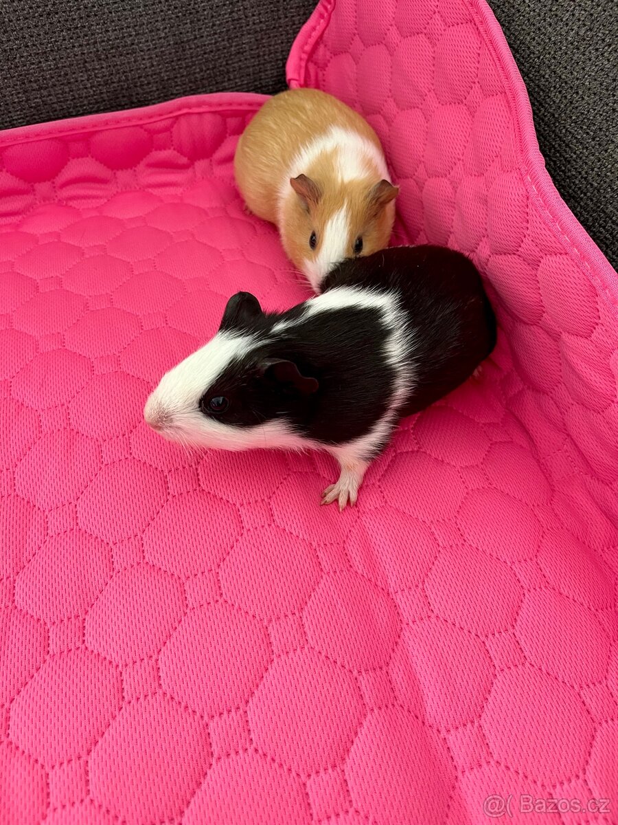 Morčata samičky - 3