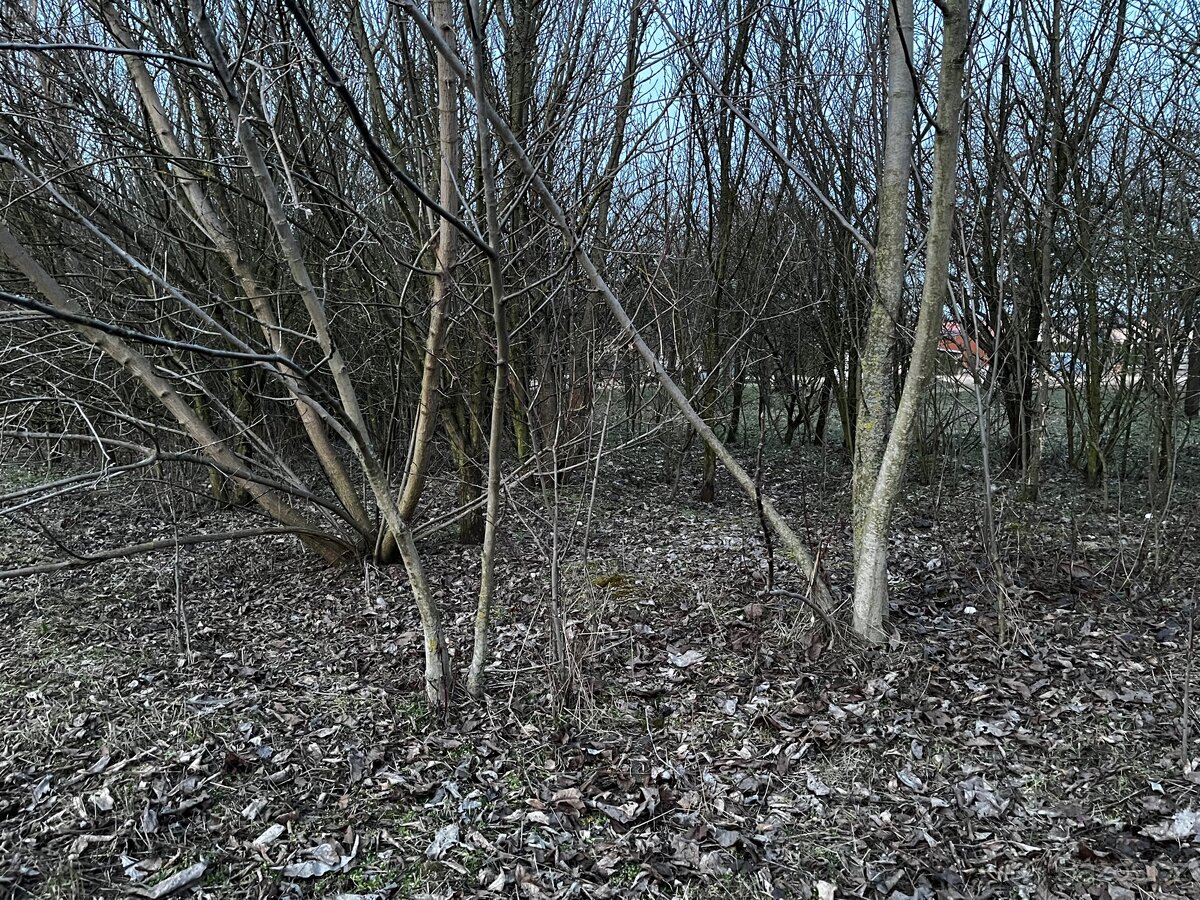 Dřevo na palivo - 3