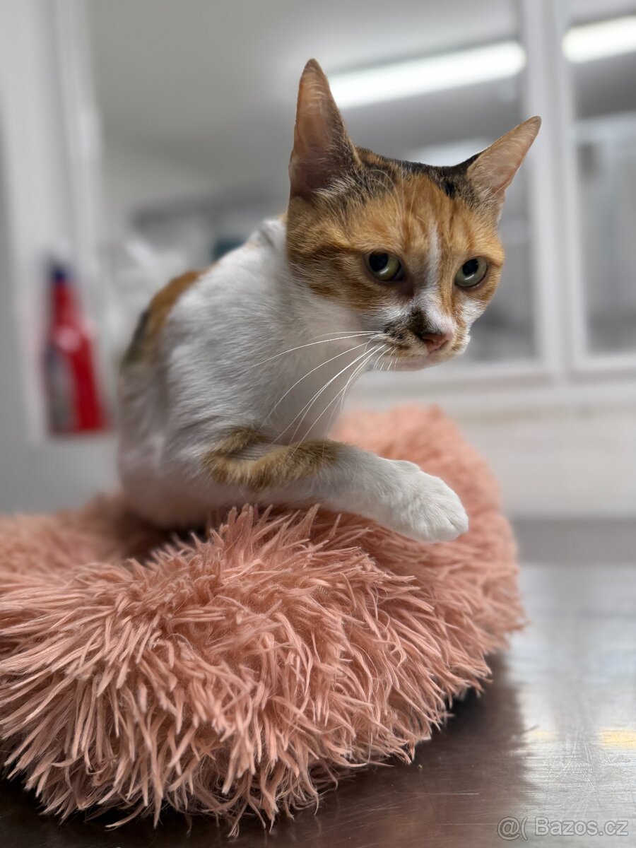 Veska, 4 letá kočička - 3