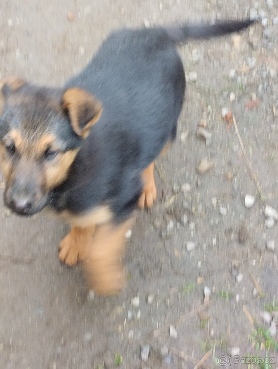 Štěně NO pes - 3