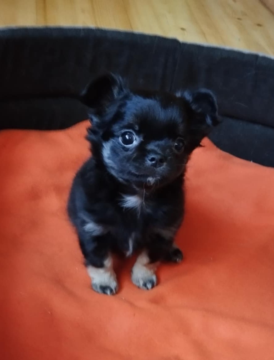 Čivava dlouhosrstá fenky - 3