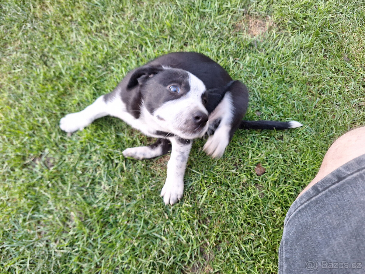 nabízím do dobrých rukou 3 krásný pejsky - 3
