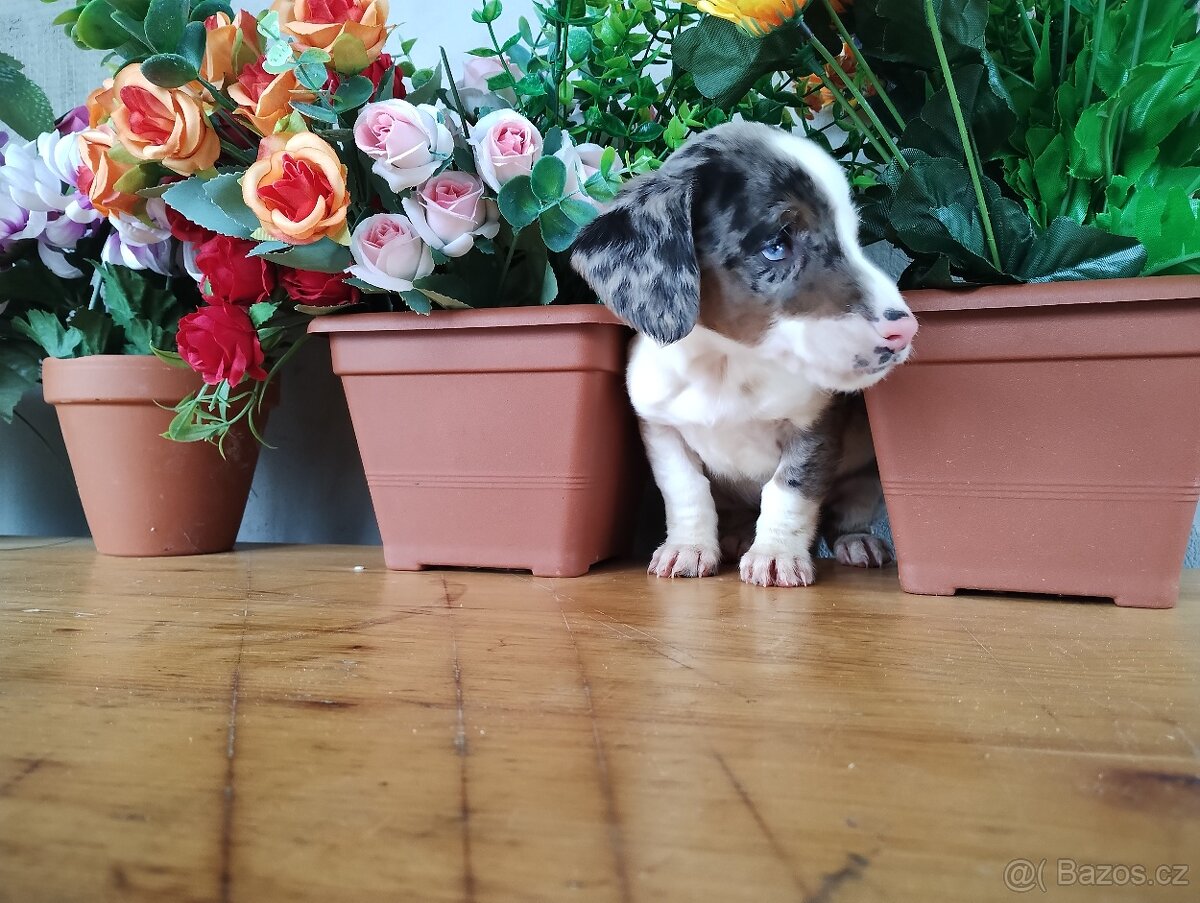 Jezevčík trpasličí Merle - 3