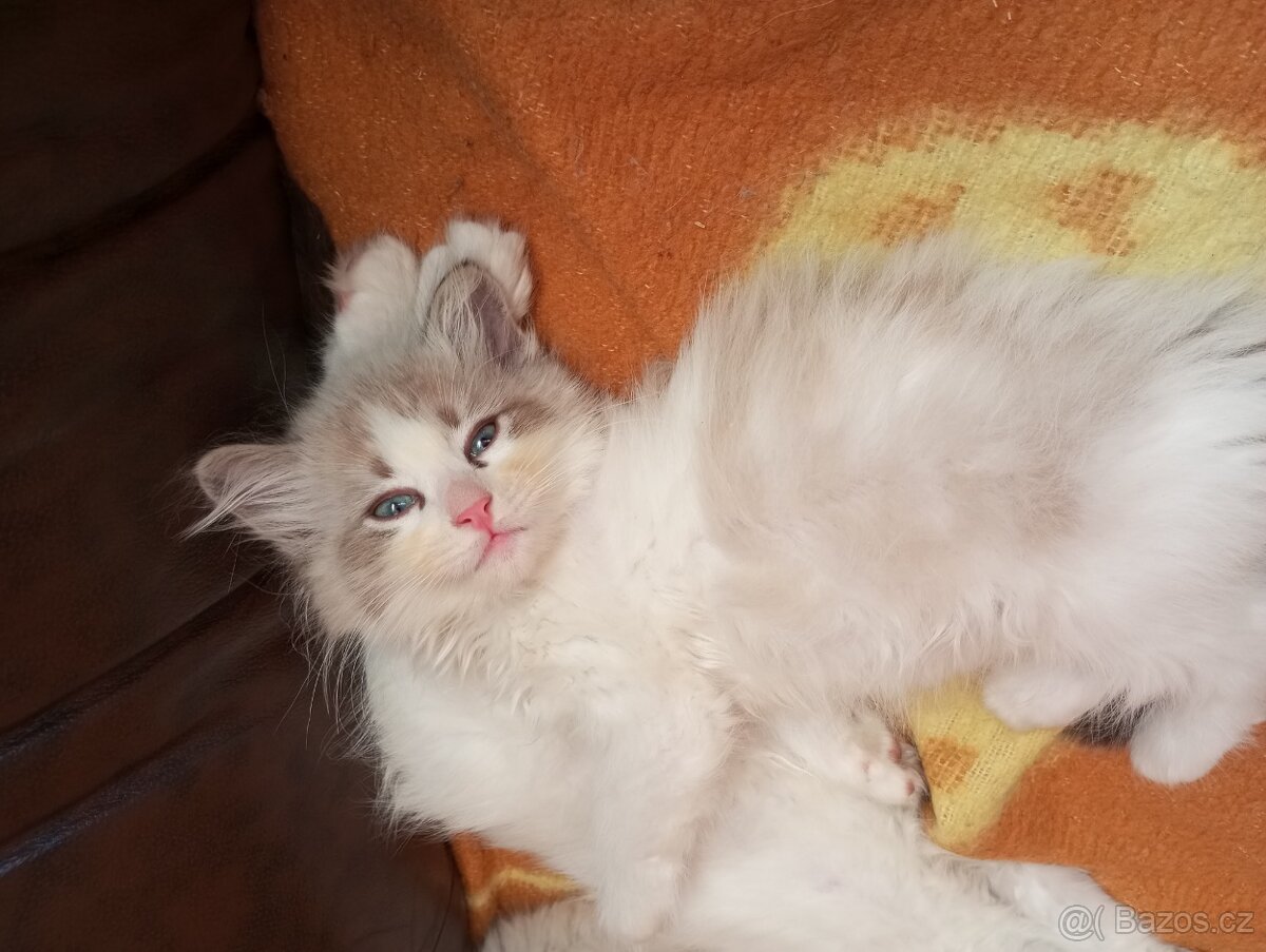 sibiřské koťátko kocourek bez PP - 3