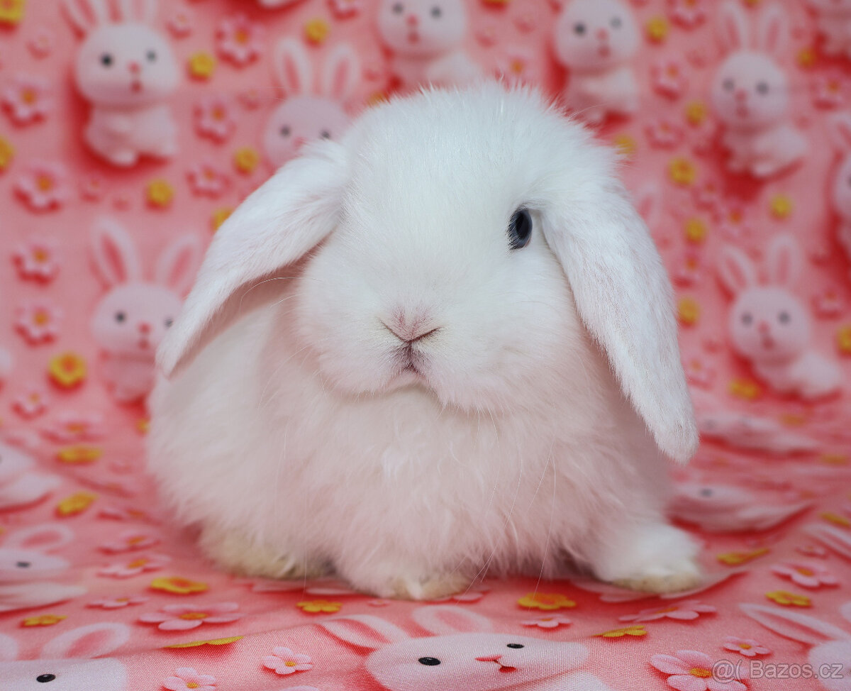 Zakrslý beránek sameček modrooký nyní k odběru. - 3