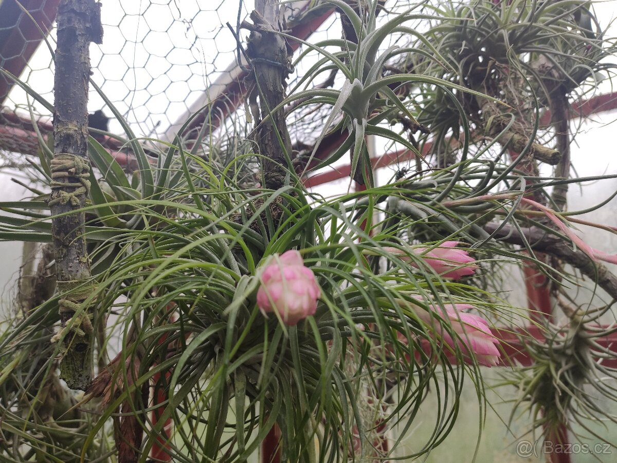 Tilandsie epifyt - 3