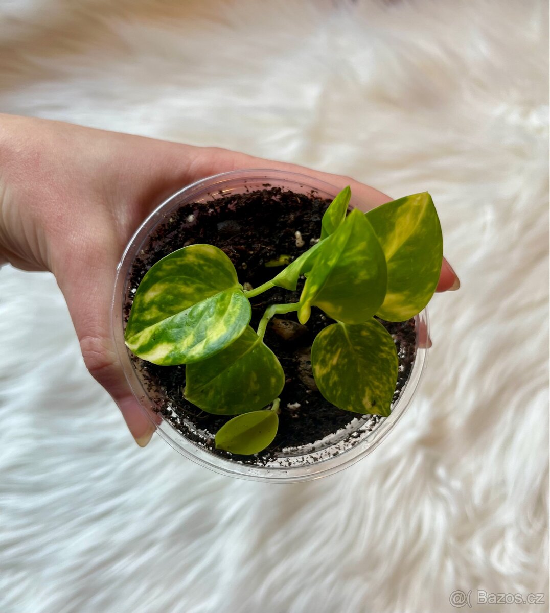 Epipremnum aureum POTHOS - 3