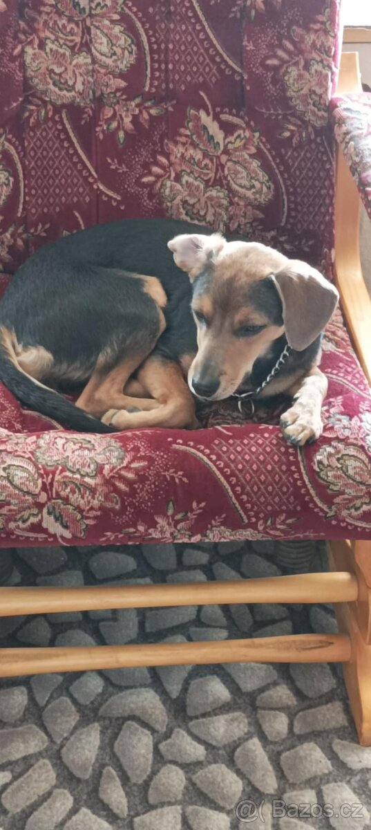 Roční fenka křížence středního vzrůstu. - 3