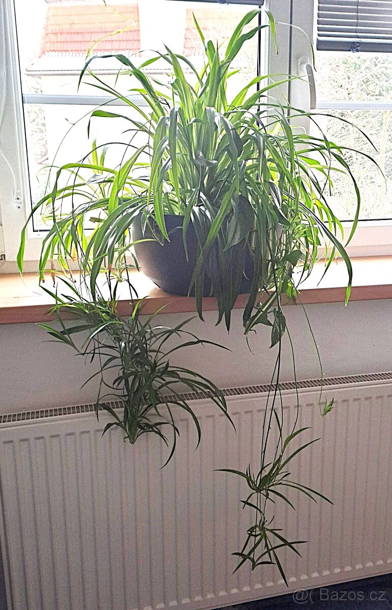 Zelenec + potos – velká pokojová rostlina - 3