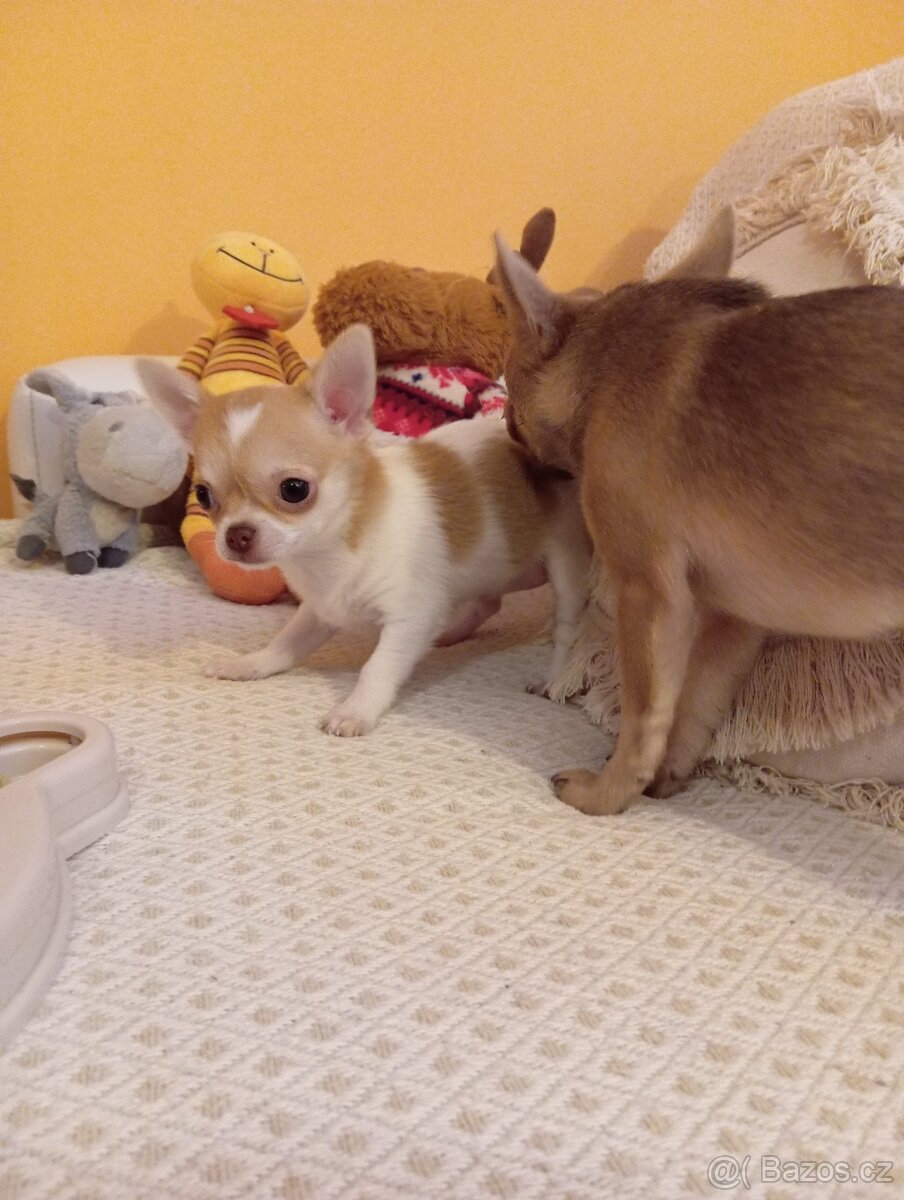 Čivava krátkosrstá +Kupní smlouva - 3