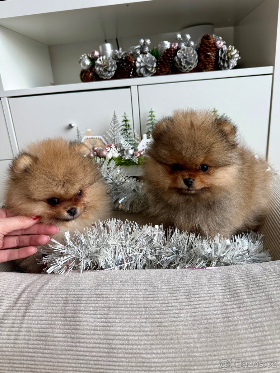 Pomeranian s PP FCI - luxusní štěňátka k rezervaci - 3